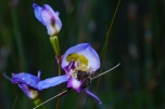 Blue Disa (Disa graminifolia). Photographed in March on the Arangieskop trail. Note the spider and the bee.