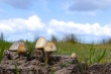 Fungi on horse dung