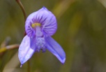 Another Blue Disa (Disa venusta). Found on the hiking trail to Hangklip, Pringle Bay. Also in December.