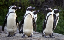 Jackass penguins