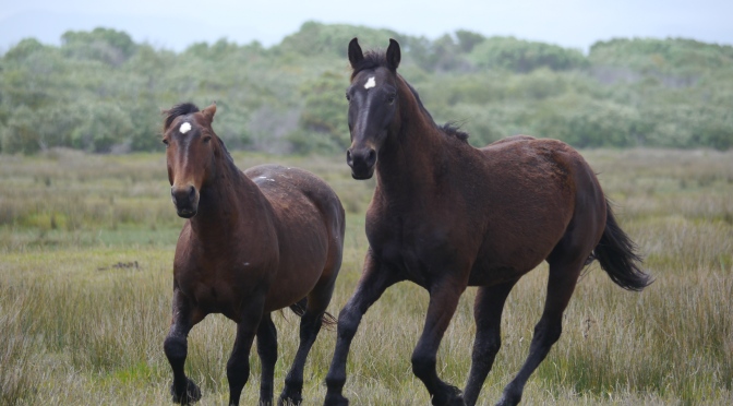 The Wild Horses of the Marshland