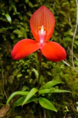 The Red Disa (Disa uniflora). One of the prettiest. This one lives by the Leopards Kloof waterfall at Harold Porter Botanical Gardens, Betty's Bay. Sited in early December.