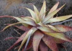 Aloe microstigma has thick and fleshy leaves, which are enlarged to accommodate aqueous tissue inside. The leaves are also covered by a thin wax layer preventing water loss.