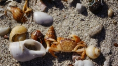 Crab and shells