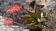 Aloe in bloom